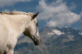 20120813_104908 Cavallo e Suretta.jpg